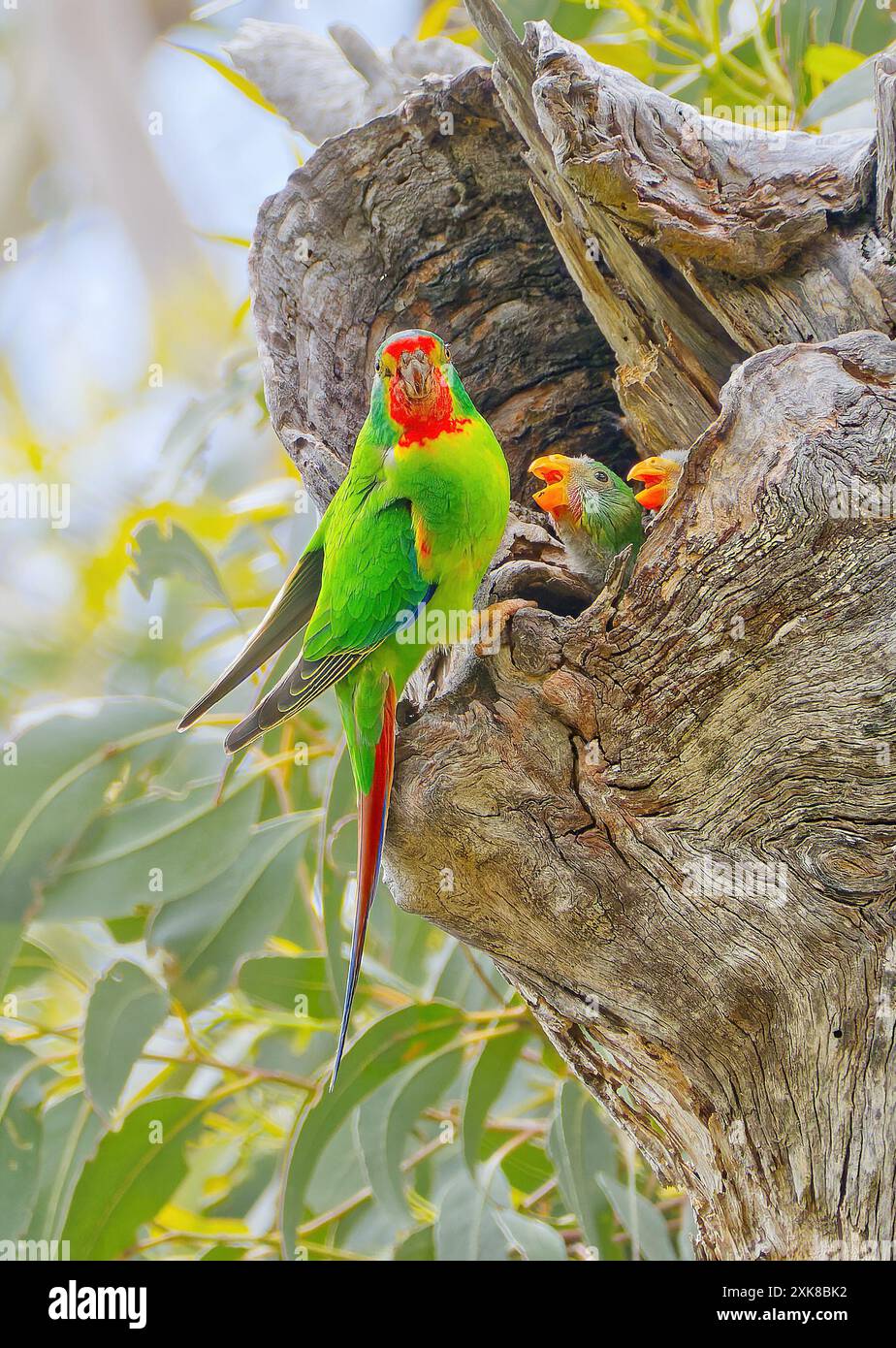 Swift Parrot (Lathamus discolor) visits nest to feed young chick immature bird in old growth nest hollow tree, Maria Island, Tasmania, Australia Stock Photo