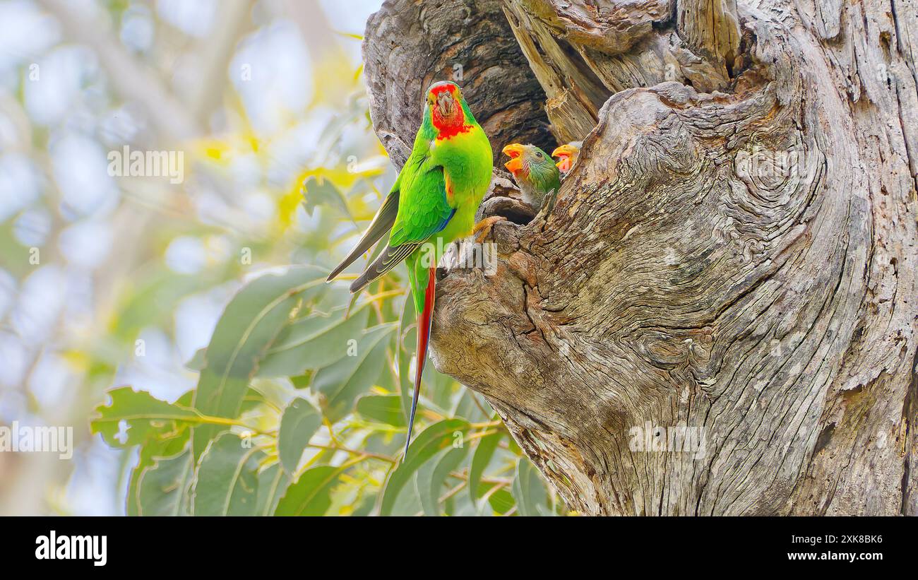 Swift Parrot (Lathamus discolor) visits nest to feed young chick immature bird in old growth nest hollow tree, Maria Island, Tasmania, Australia Stock Photo