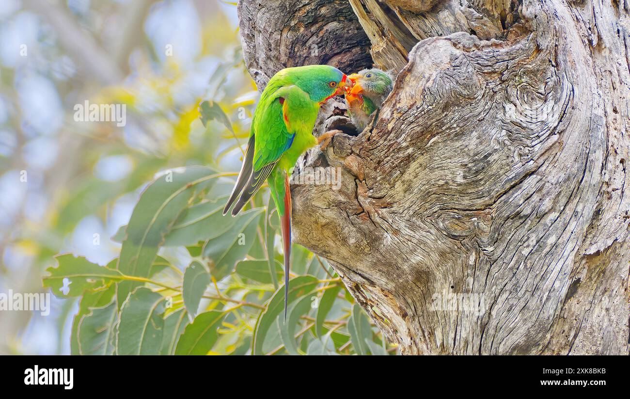 Swift Parrot (Lathamus discolor) visits nest to feed young chick immature bird in old growth nest hollow tree, Maria Island, Tasmania, Australia Stock Photo