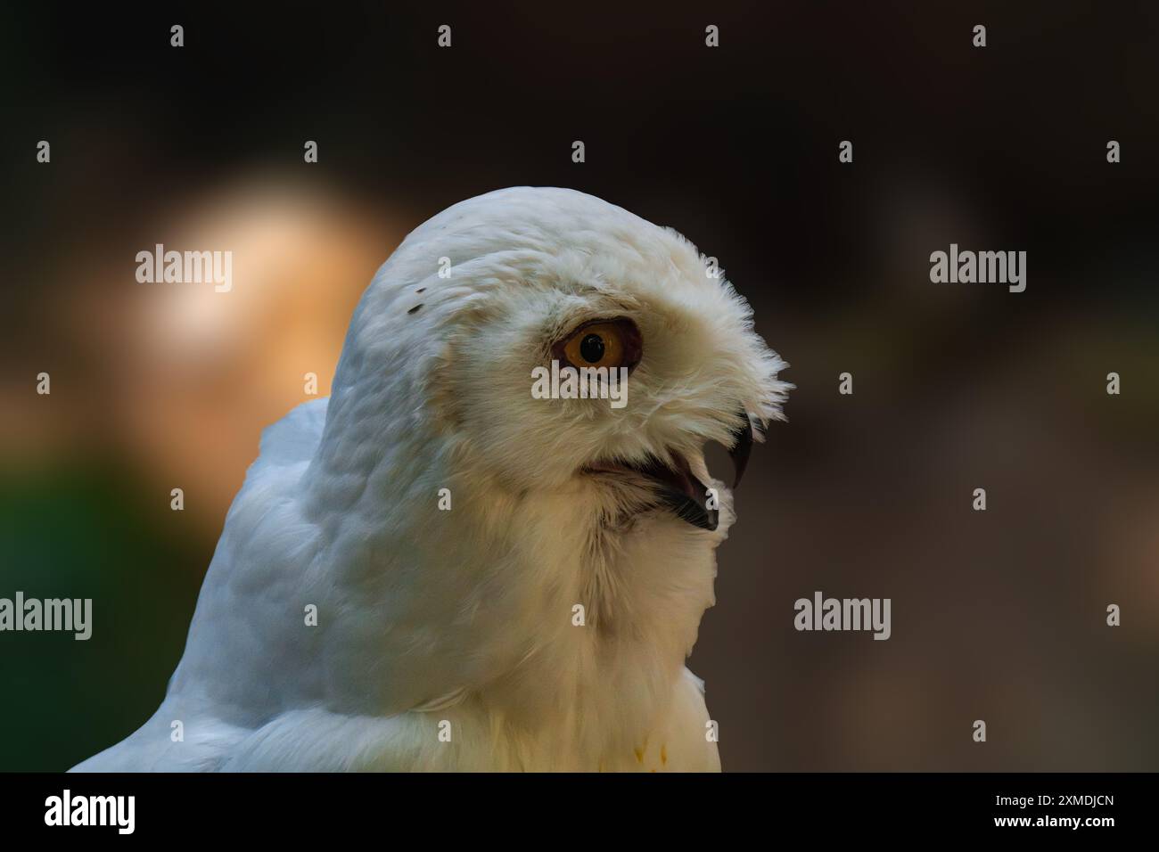 Snowy owl with mouth open Stock Photo