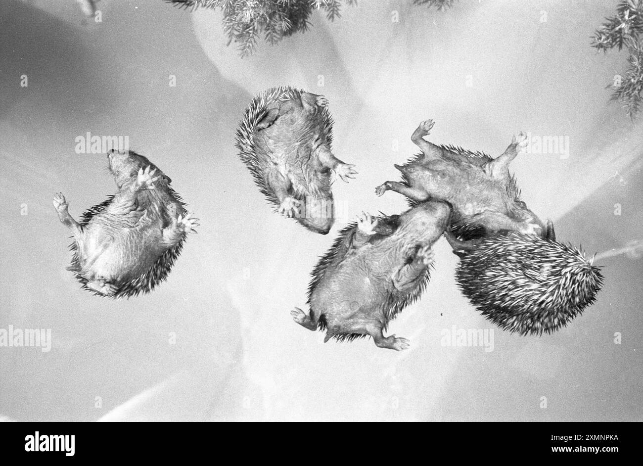 A group of baby hedgehogs cluster together in an incubator at a Kent animal rescue centre after being orphanedPicture by Roger Bamber Stock Photo