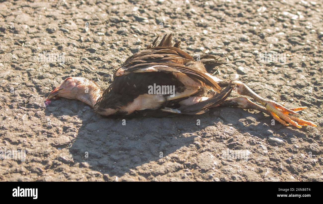 dead chicken lies on the asphalt road after being hit by a vehicle. Stock Photo