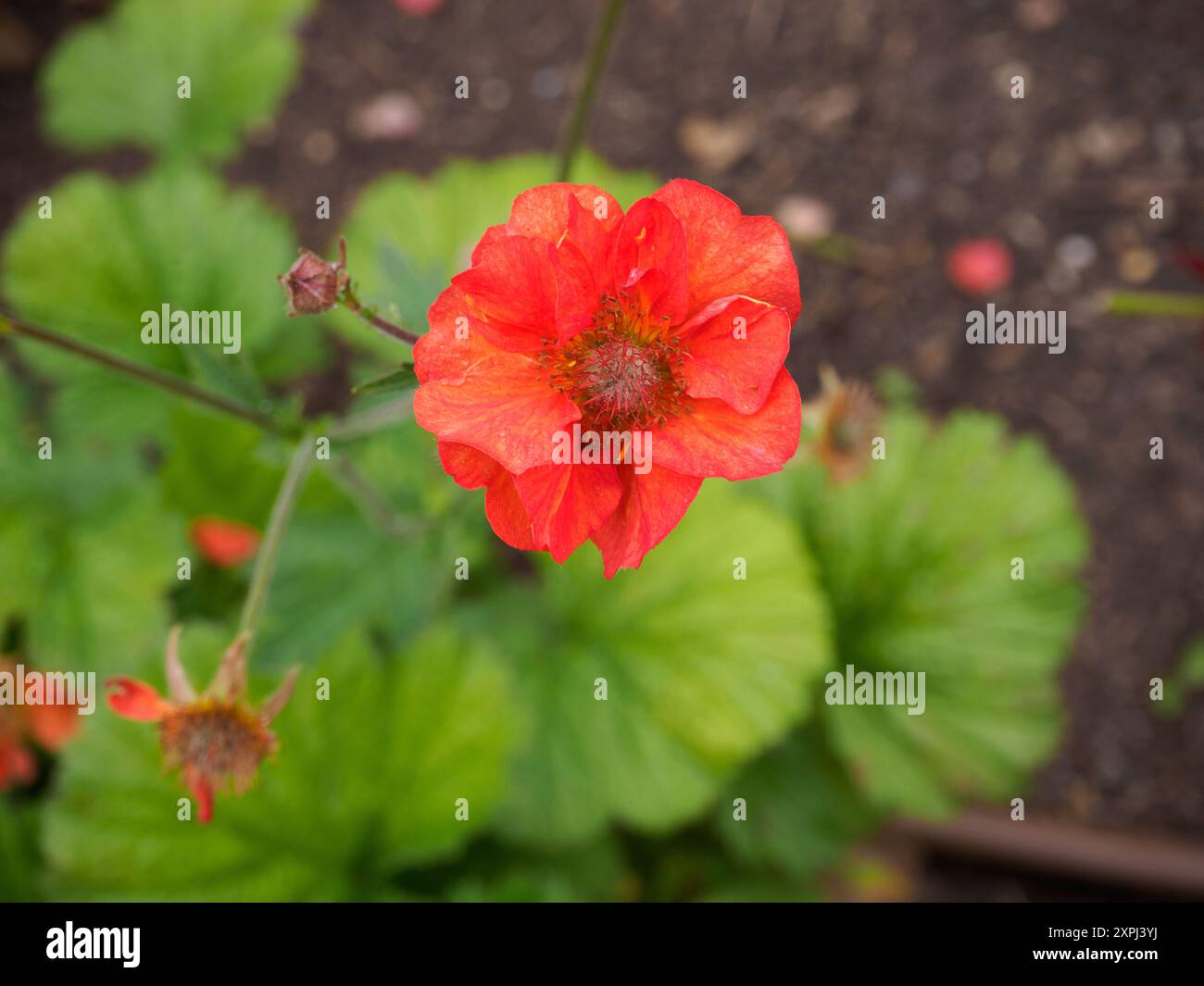 Geum Scarlet Tempest Stock Photo