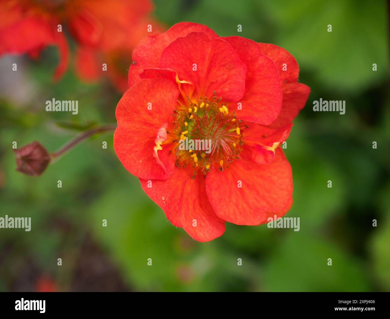 Geum Scarlet Tempest Stock Photo