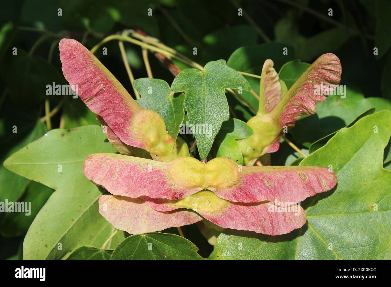 Field Maple Acer campestre fruits Stock Photo