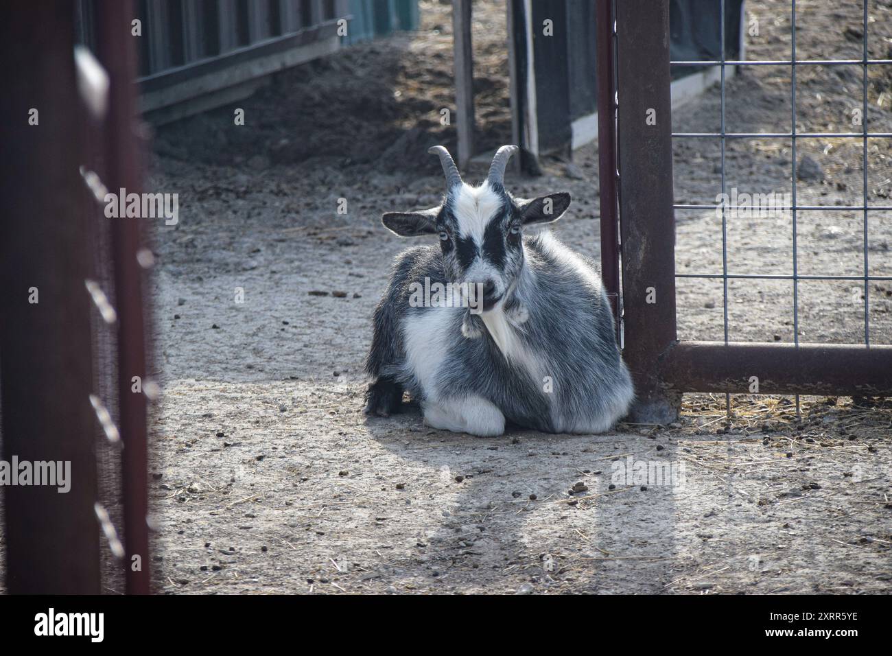 Black and white goat resting in a fenced barnyard area. Stock Photo