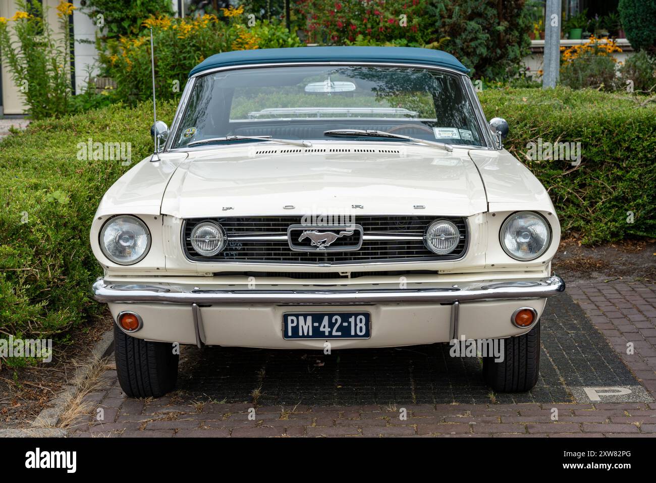 Medemblik, The Netherlands, 10.08.2024, Front view of the iconic american muscle car Ford Mustang 1966 first generation Stock Photo