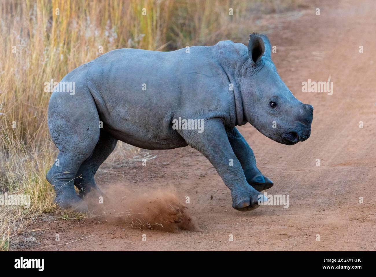 Baby Black Rhinoceros, Pilanesberg National Park, North West Province, South Africa, Africa Stock Photo