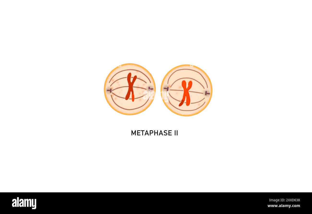 Meiosis II metaphase II, illustration. During metaphase II the centromeres of the paired chromatids align along the equatorial plate in both cells. Stock Photo