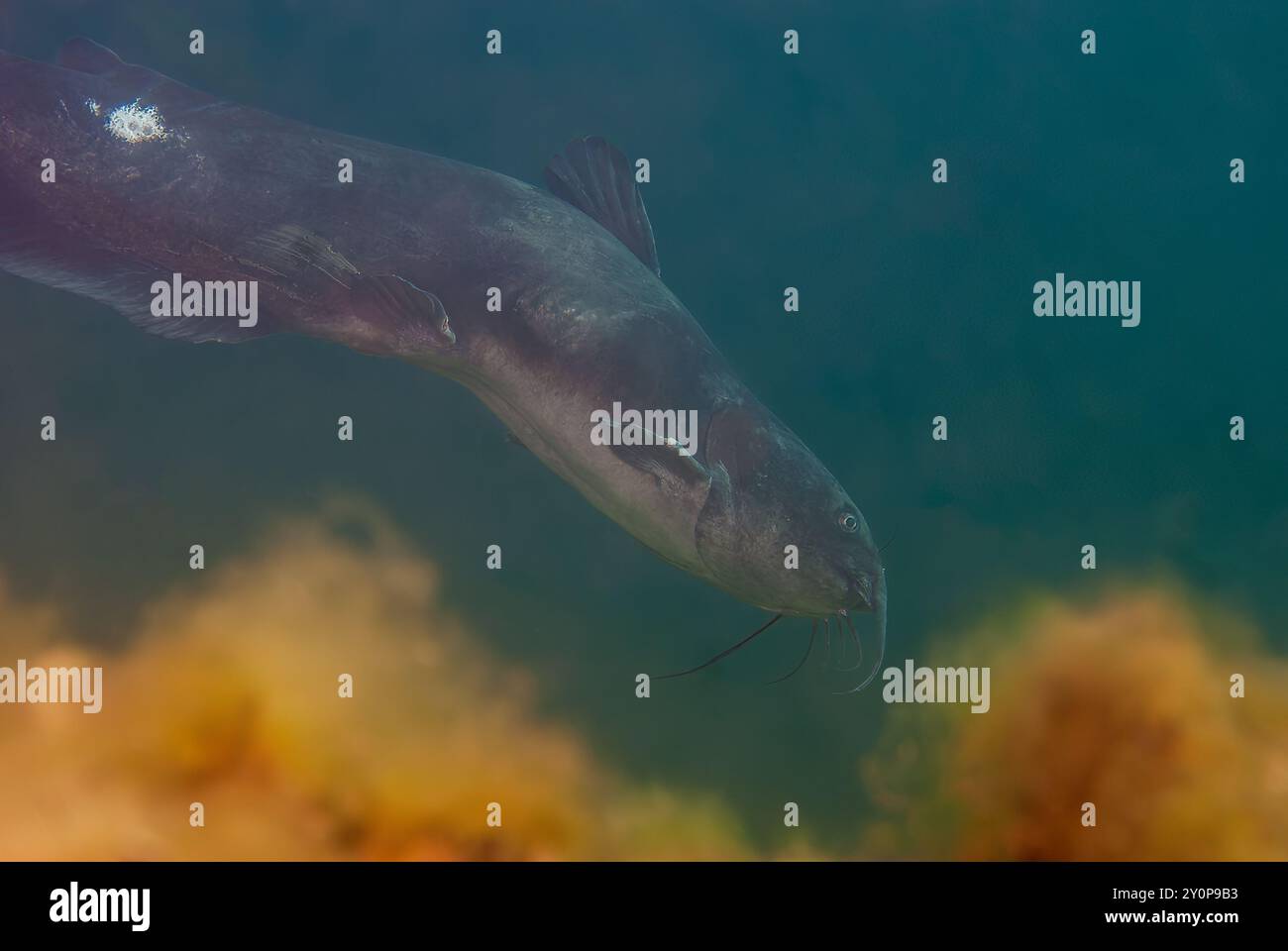 Underwater View of a Channel Catfish Ictalurus punctatus Stock Photo