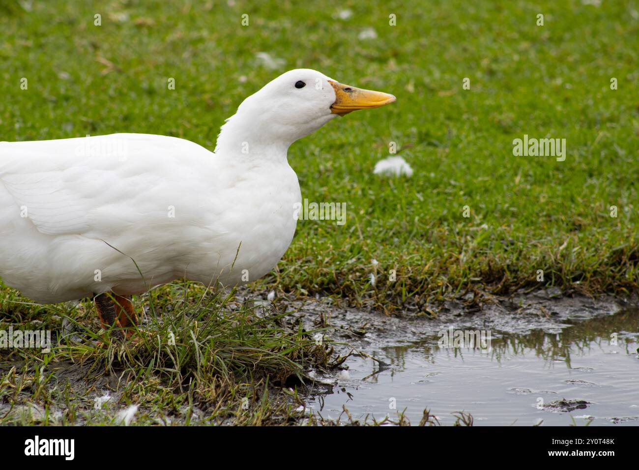 white duck drinking water from puddle Stock Photo