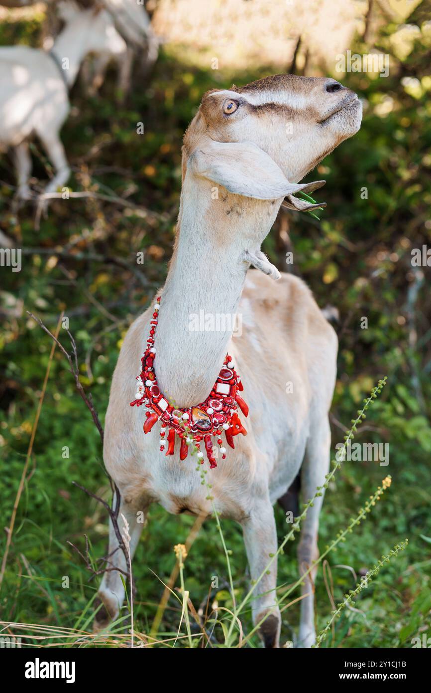 Majestic Goat Adorned with Vibrant Red Beaded Necklace in a Lush Meadow. Stock Photo