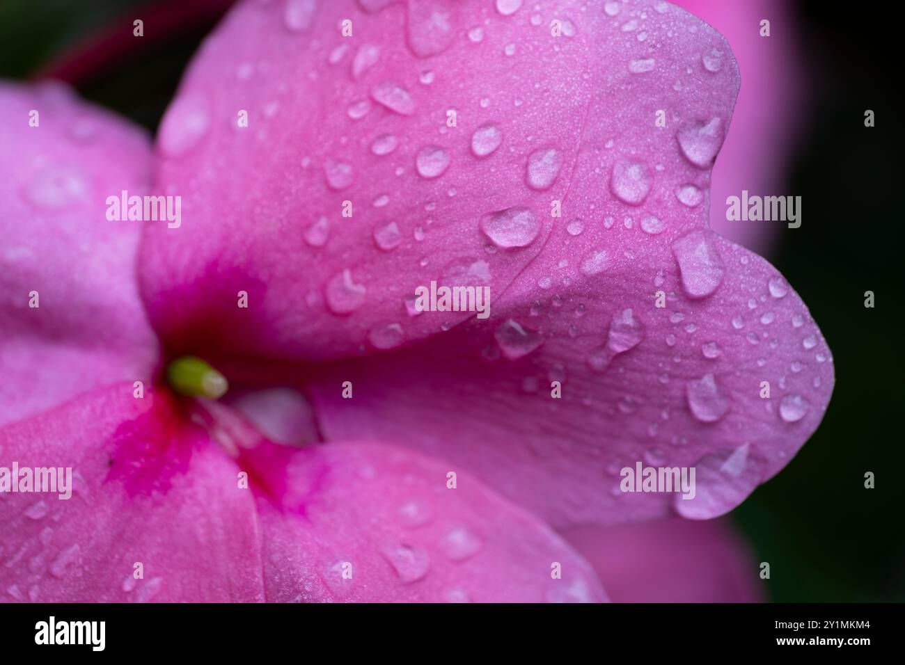 Impatiens walleriana, busy Lizzie balsam, sultana or simply impatiens. Beautiful pink flower with leaves and with drops of rain Stock Photo