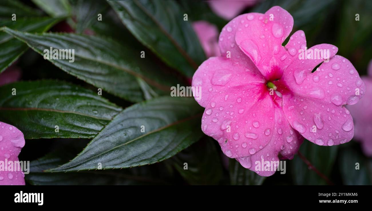 Impatiens walleriana, busy Lizzie balsam, sultana or simply impatiens. Beautiful pink flower with leaves and with drops of rain Stock Photo