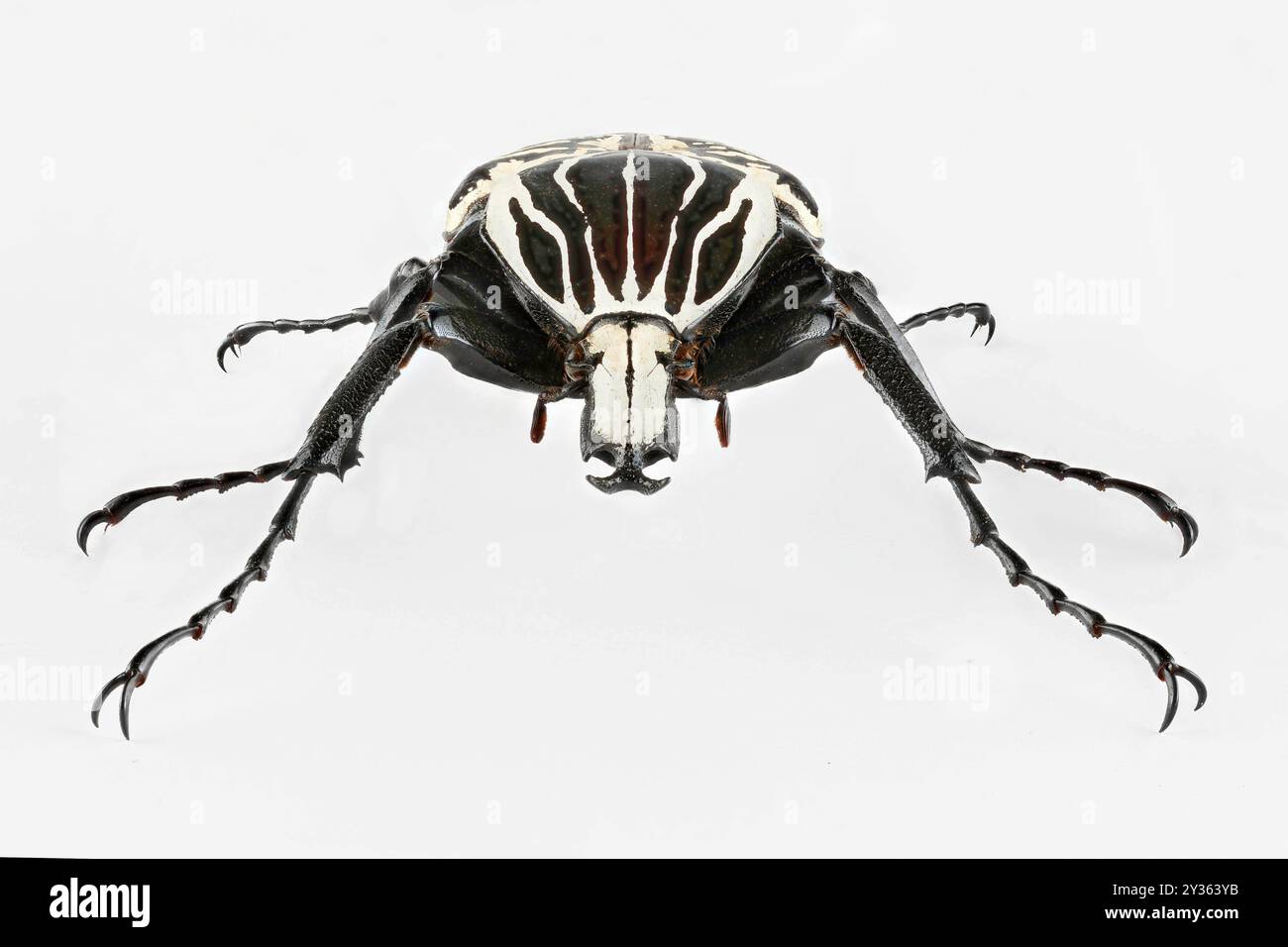 Goliath Beetle - Goliath goliatus, head on macro stacked photograph on white background Stock Photo