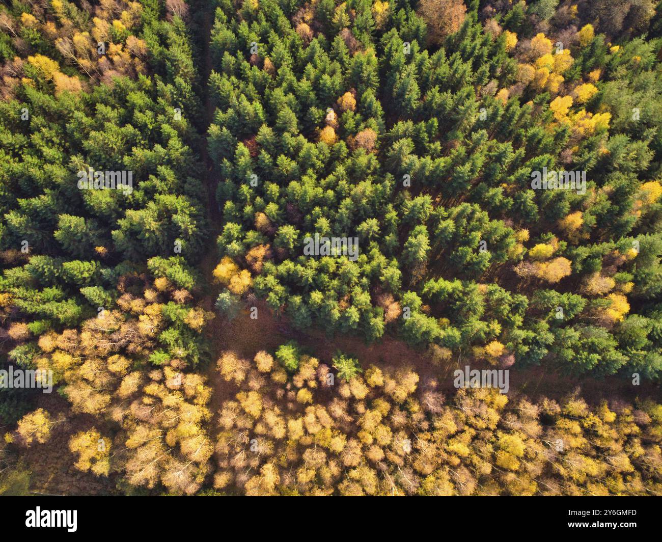 High angle aerial forest in autumn view, directly above drone shot, green and yellow tree colors in fall Stock Photo