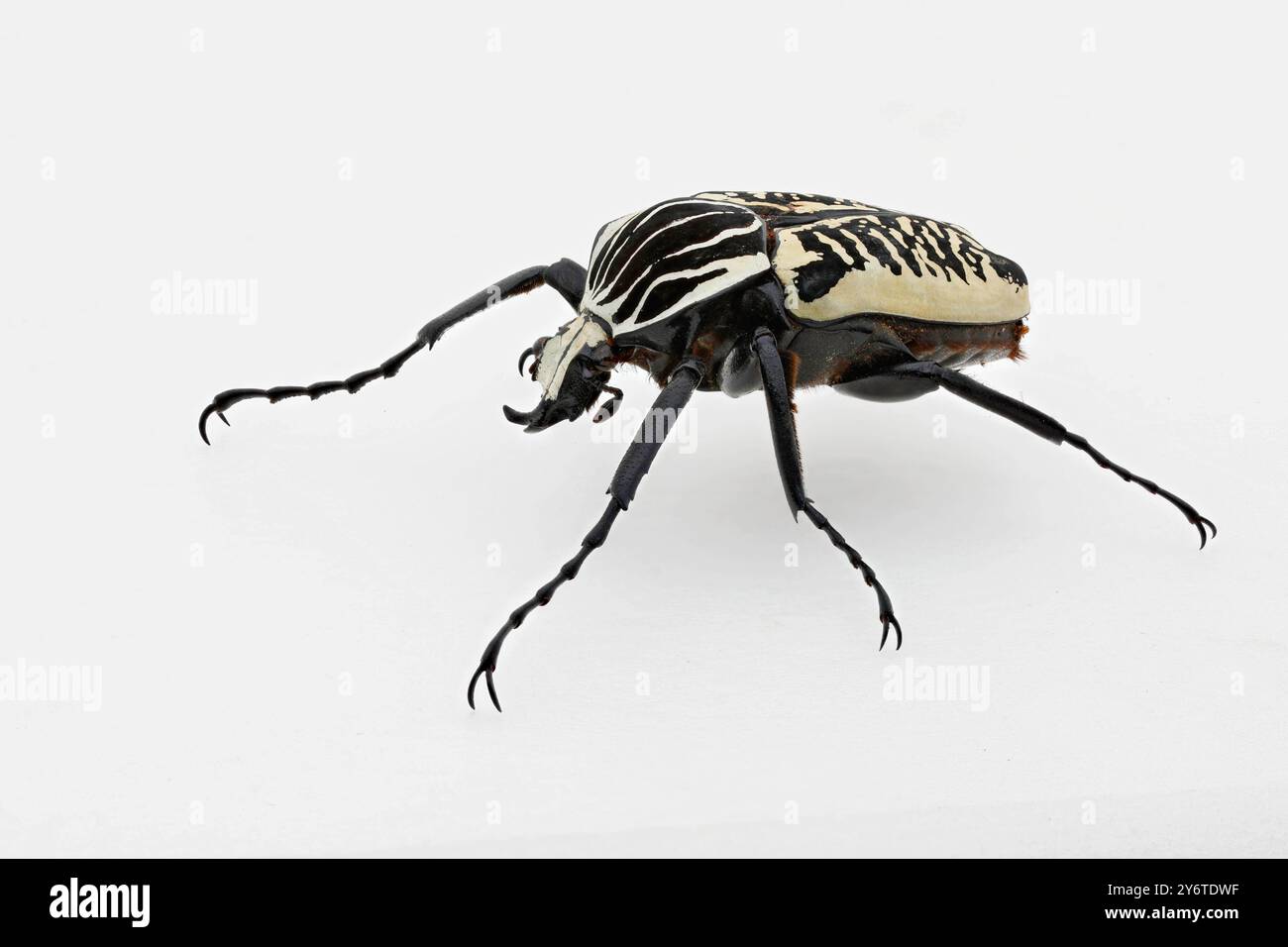 Goliath Beetle - Goliath goliatus , Front side view on white background Stock Photo