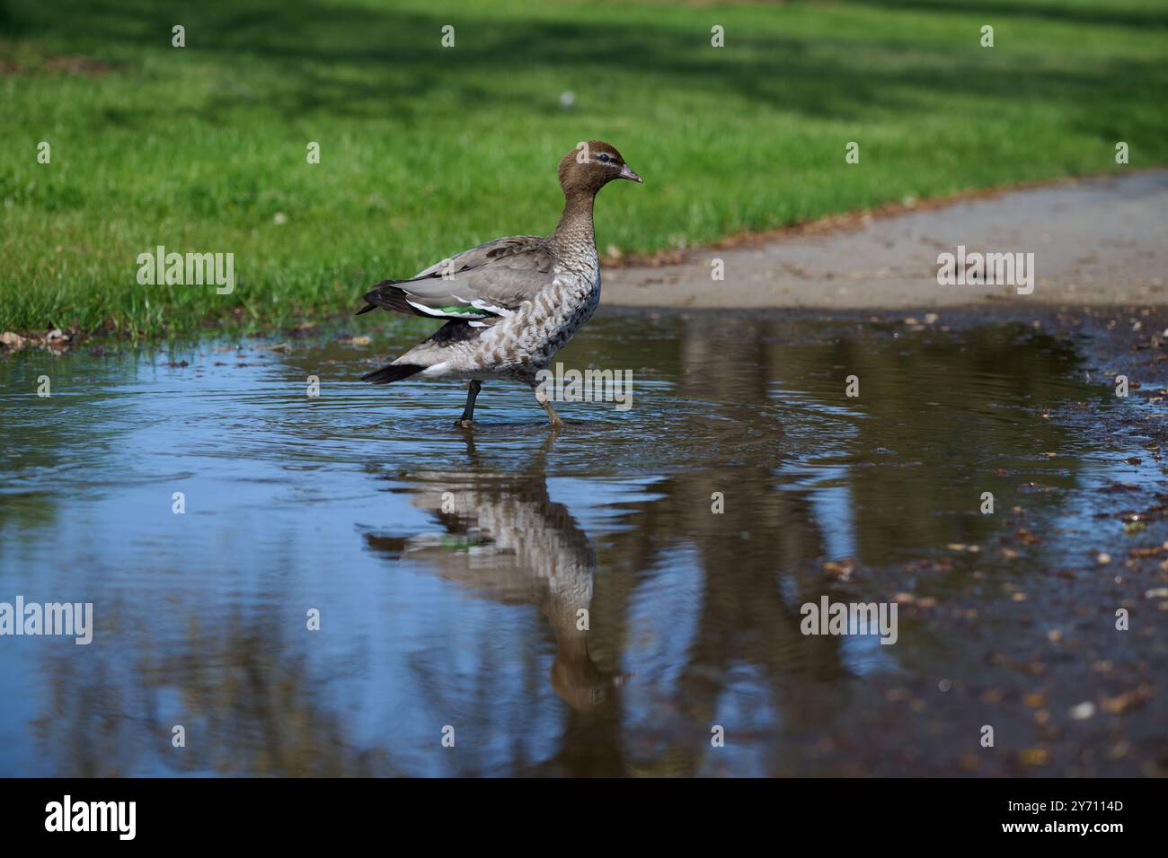 Side view of a female Australian wood duck as it walks through a large puddle of water on a paved footpath, during a sunny day Stock Photo