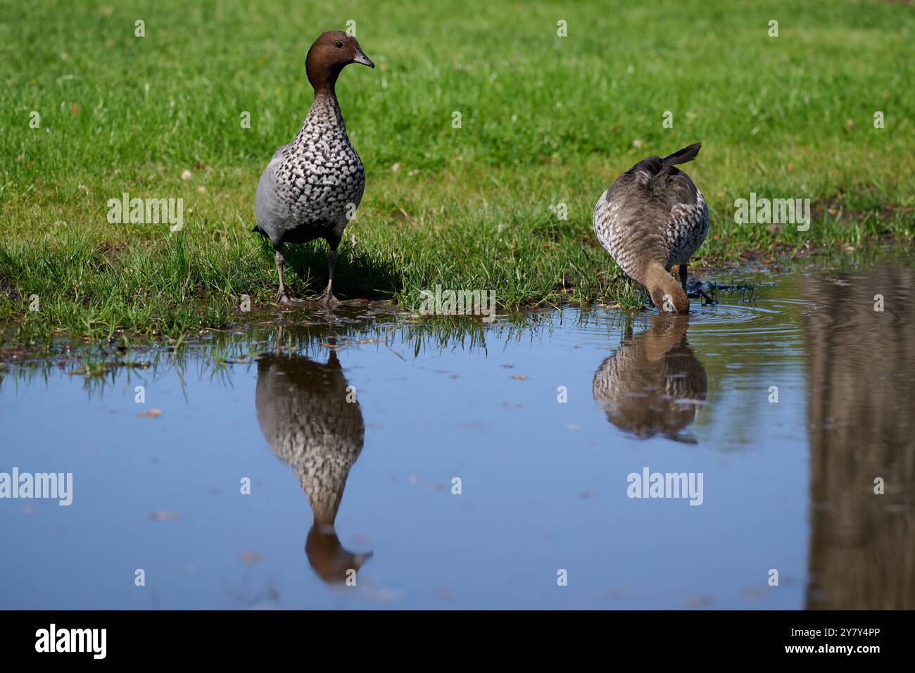 Male Australian wood duck standing on grass beside a puddle, in a park, as a female bird dips its head into the water next to it Stock Photo