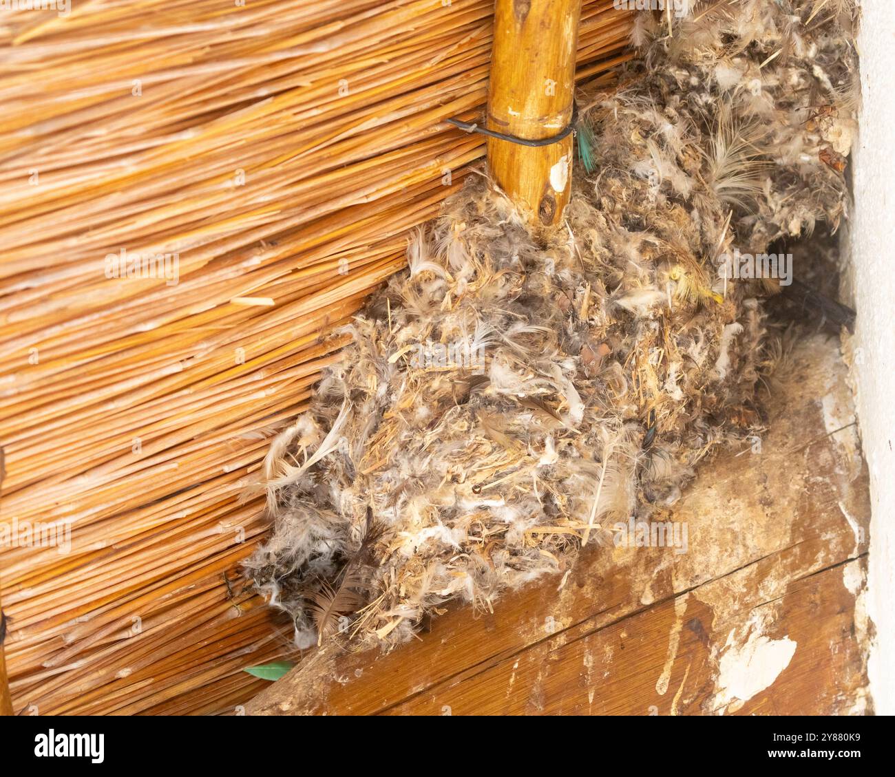 Little Swift (Apus affinis) nest bound together by its saliva built under the eaves of a thatch cottage, Limpopo, South Africa Stock Photo