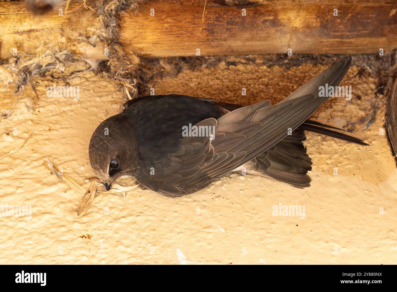 Little Swift (Apus affinis) building a nest bound together by its saliva, Limpopo, South Africa usingg nesting material caught on the wing Stock Photo