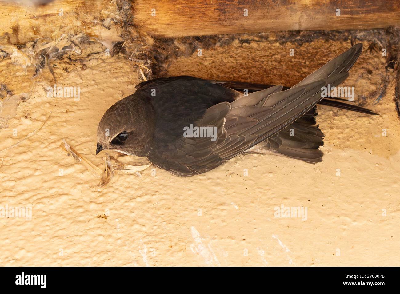 Little Swift (Apus affinis) building a nest bound together by its saliva, Limpopo, South Africa usingg nesting material caught on the wing Stock Photo