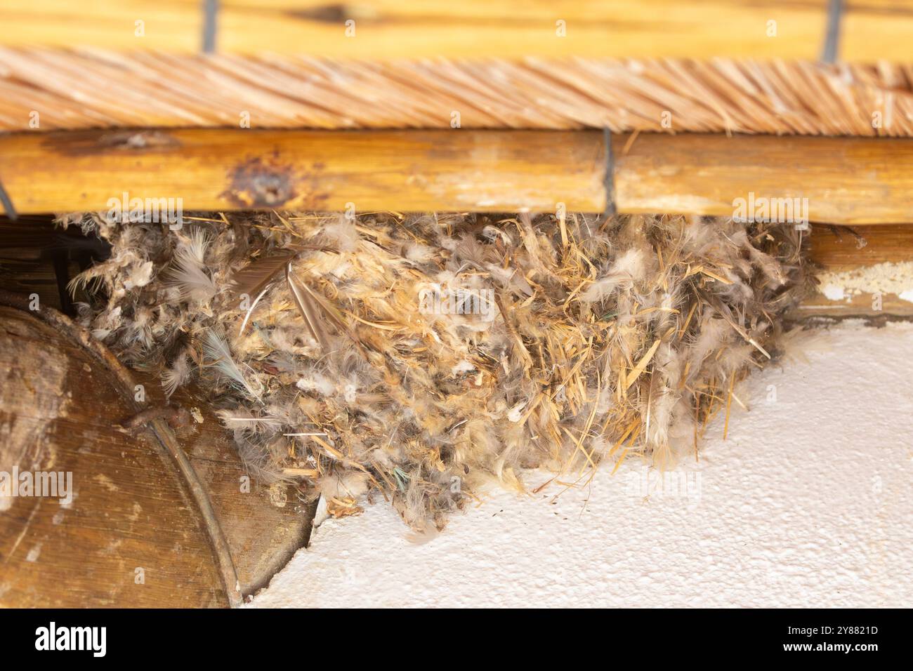 Little Swift (Apus affinis) nest bound together by its saliva built under the eaves of a thatch cottage, Limpopo, South Africa. Stock Photo