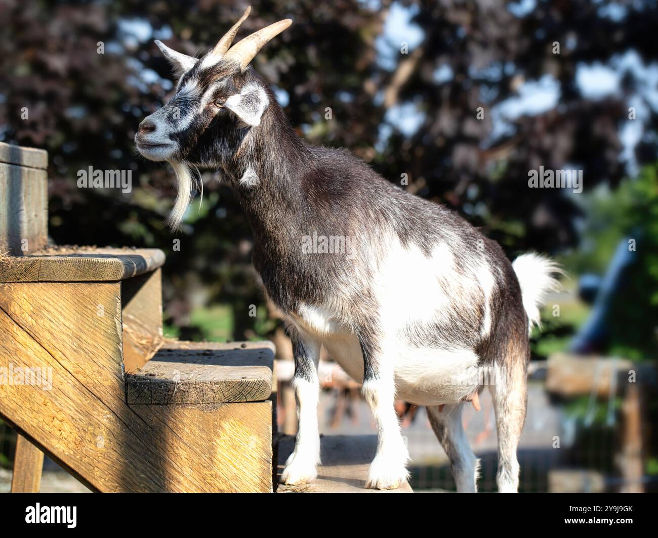 Black and White Goat Standing on Wooden Steps Stock Photo