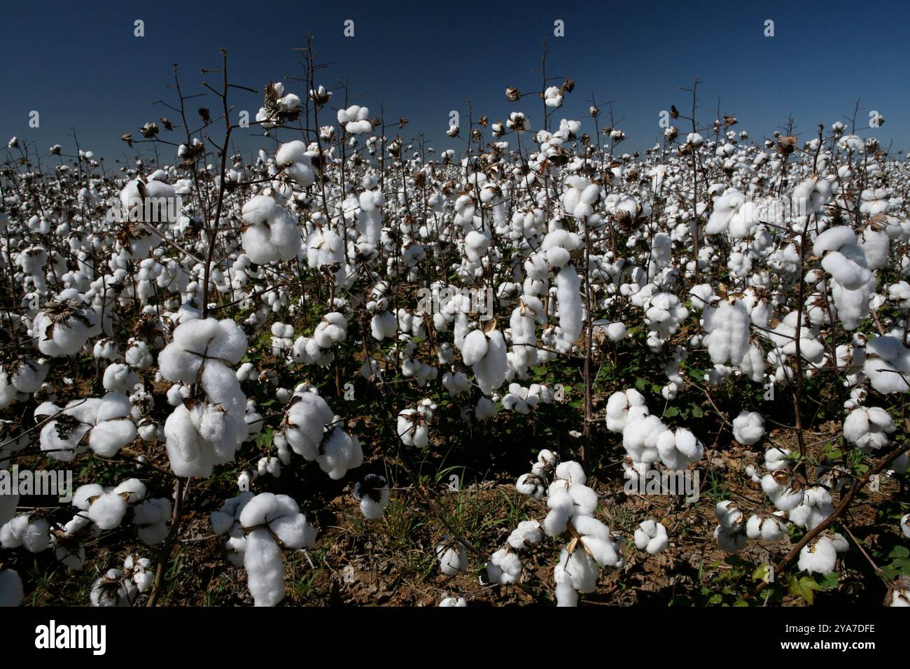 balls of cotton in contrast with blue sky Stock Photo