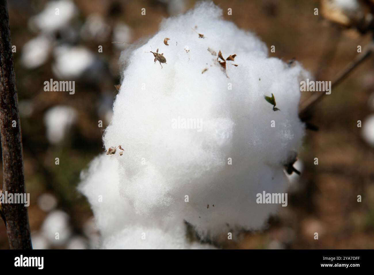 weevil in a ball of cotton Stock Photo