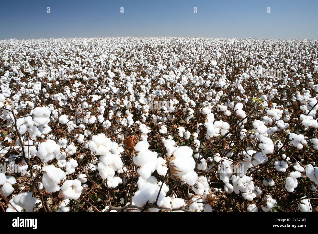 view of cotton field ready for harvest Stock Photo