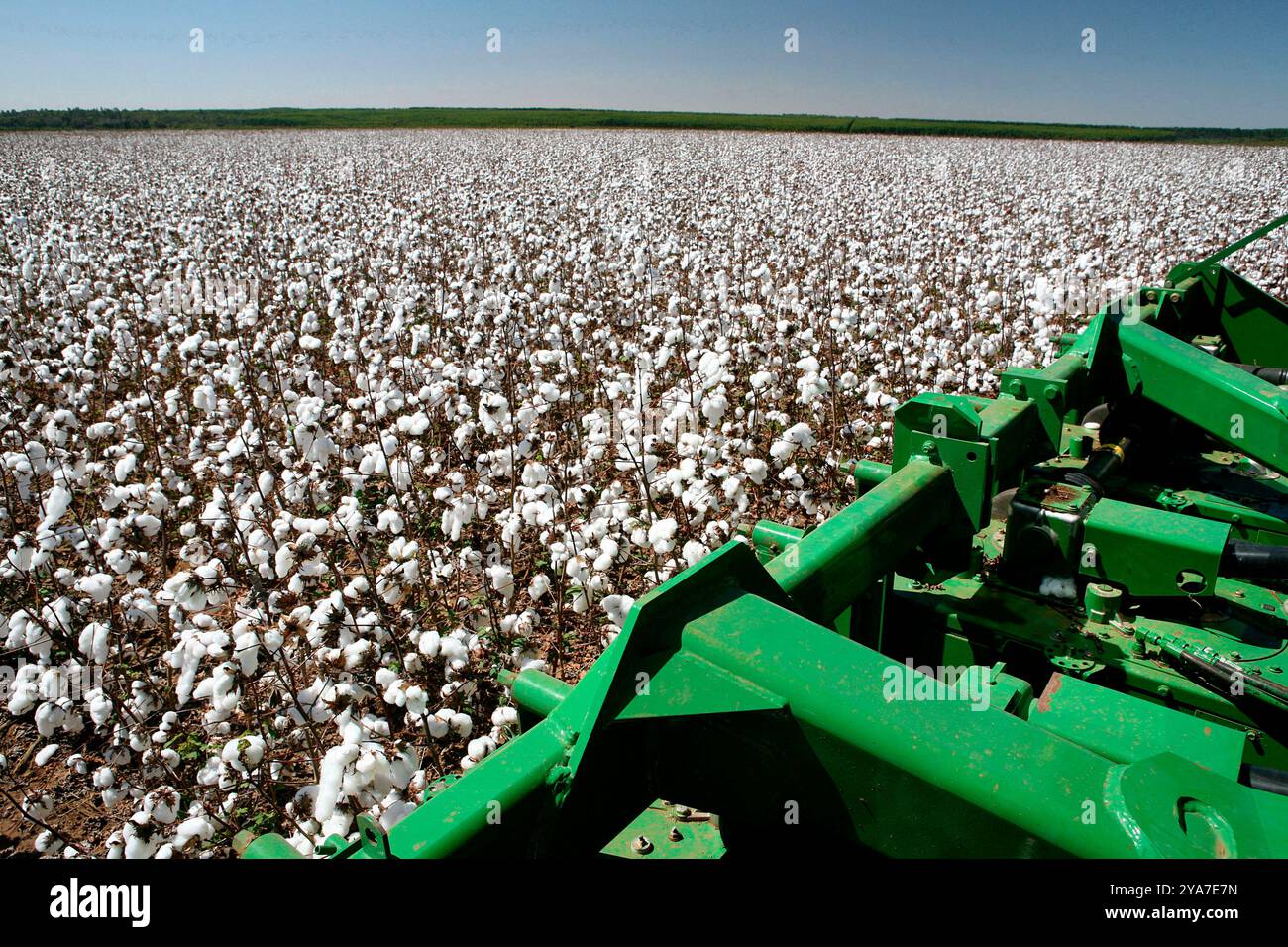 Cotton harvest with a harvester machine on a clear day on countryside of Brazil, Stock Photo