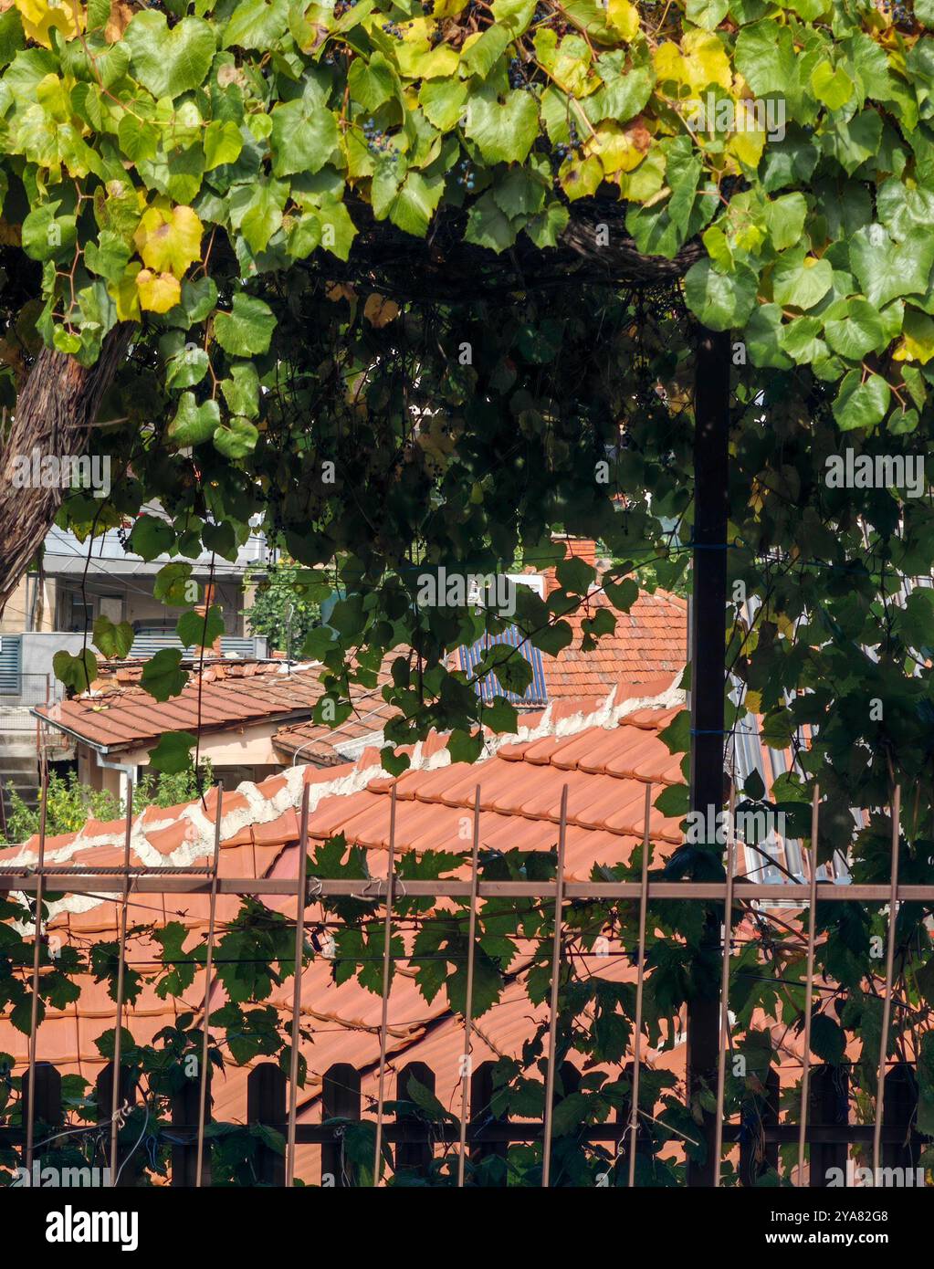 Vineyard Leaves Framing Ceramic Roof tiles: A Backyard Perspective Stock Photo