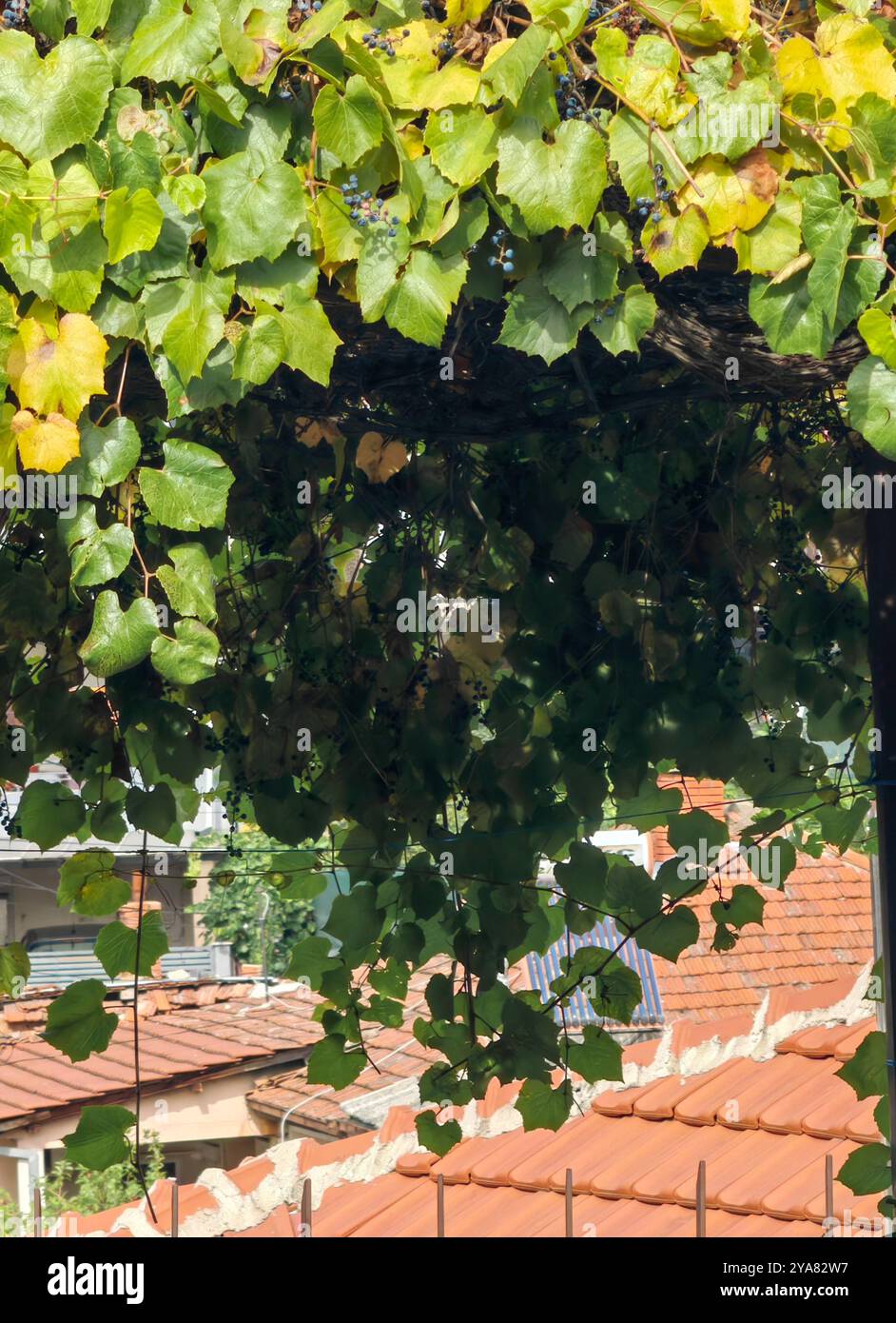 Vineyard Leaves Framing Ceramic Roof tiles: A Backyard Perspective Stock Photo