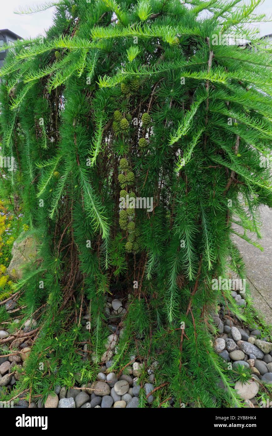 Weeping Deodar Cedar Tree (Cedrus Deodara Pendula). Stock Photo