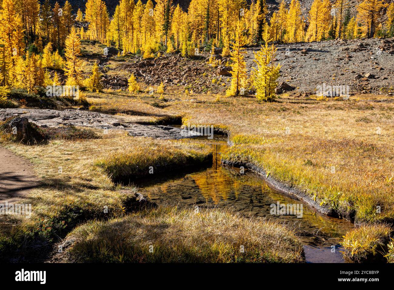 WA25823-00...WASHINGTON - Western larch trees in fall color reflecting Headlamp Creek; Alpine Lakes Wilderness. Stock Photo