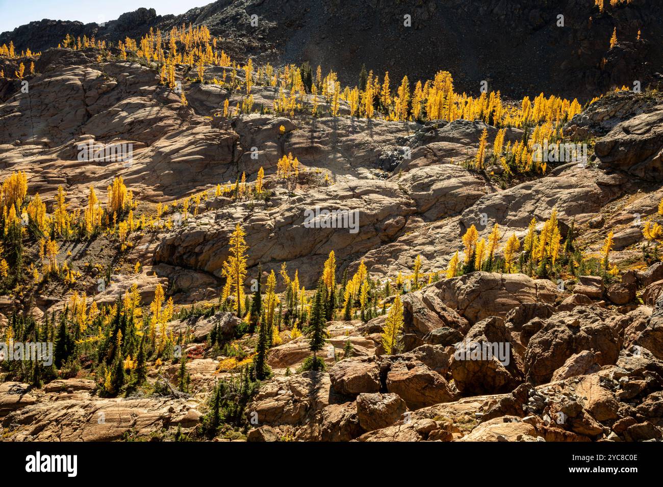 WA25829-00...WASHINGTON - Western larch growing in every patch of available soil on the rocky slopes of the Wenatchee Mountains. Stock Photo