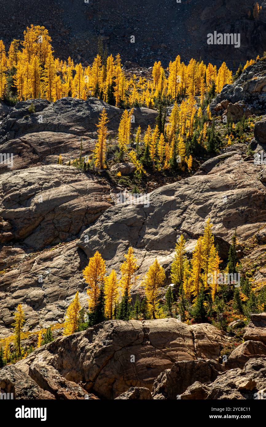 WA25830-05...WASHINGTON - Western larch growing in every patch of available soil on the rocky slopes of the Wenatchee Mountains. Stock Photo