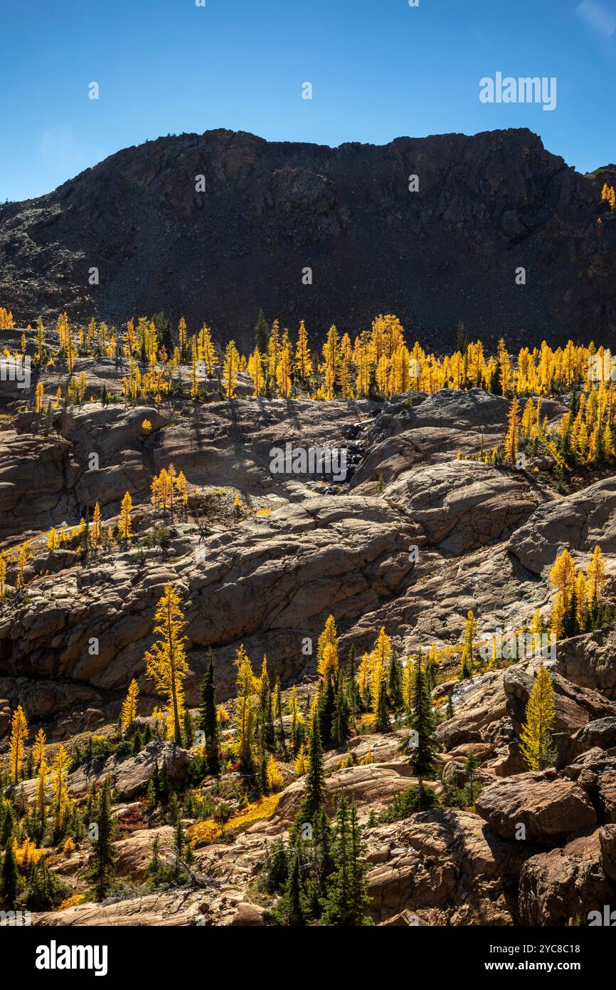 WA25832-00....WASHINGTON - Western larch growing in every patch of available soil on the rocky slopes of the Wenatchee Mountains. Stock Photo