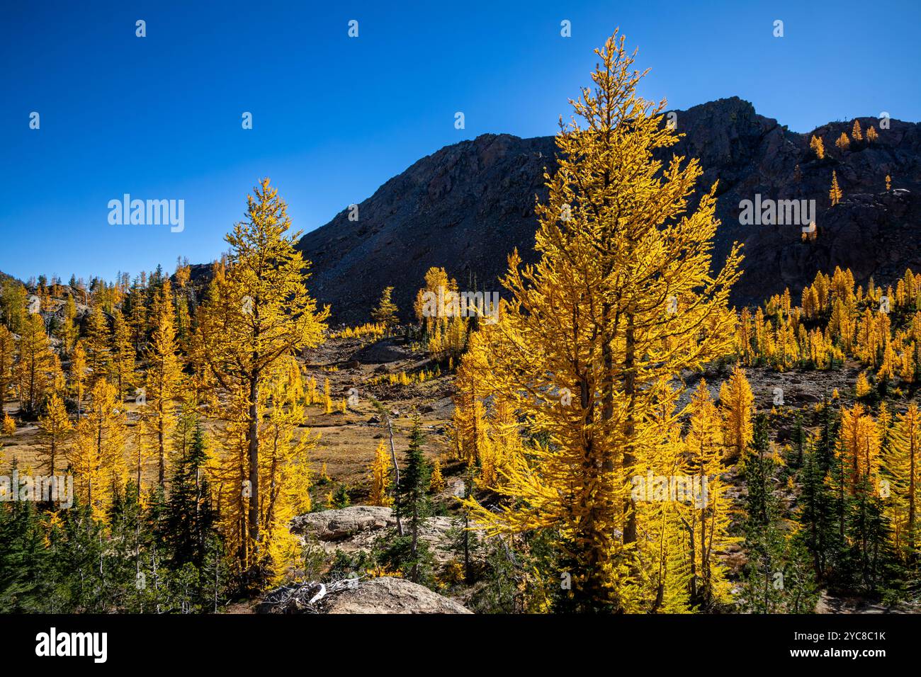 WA25836-00...WASHINGTON - Western Larch in brilliant fall color located along the Ingalls Way trail. Stock Photo