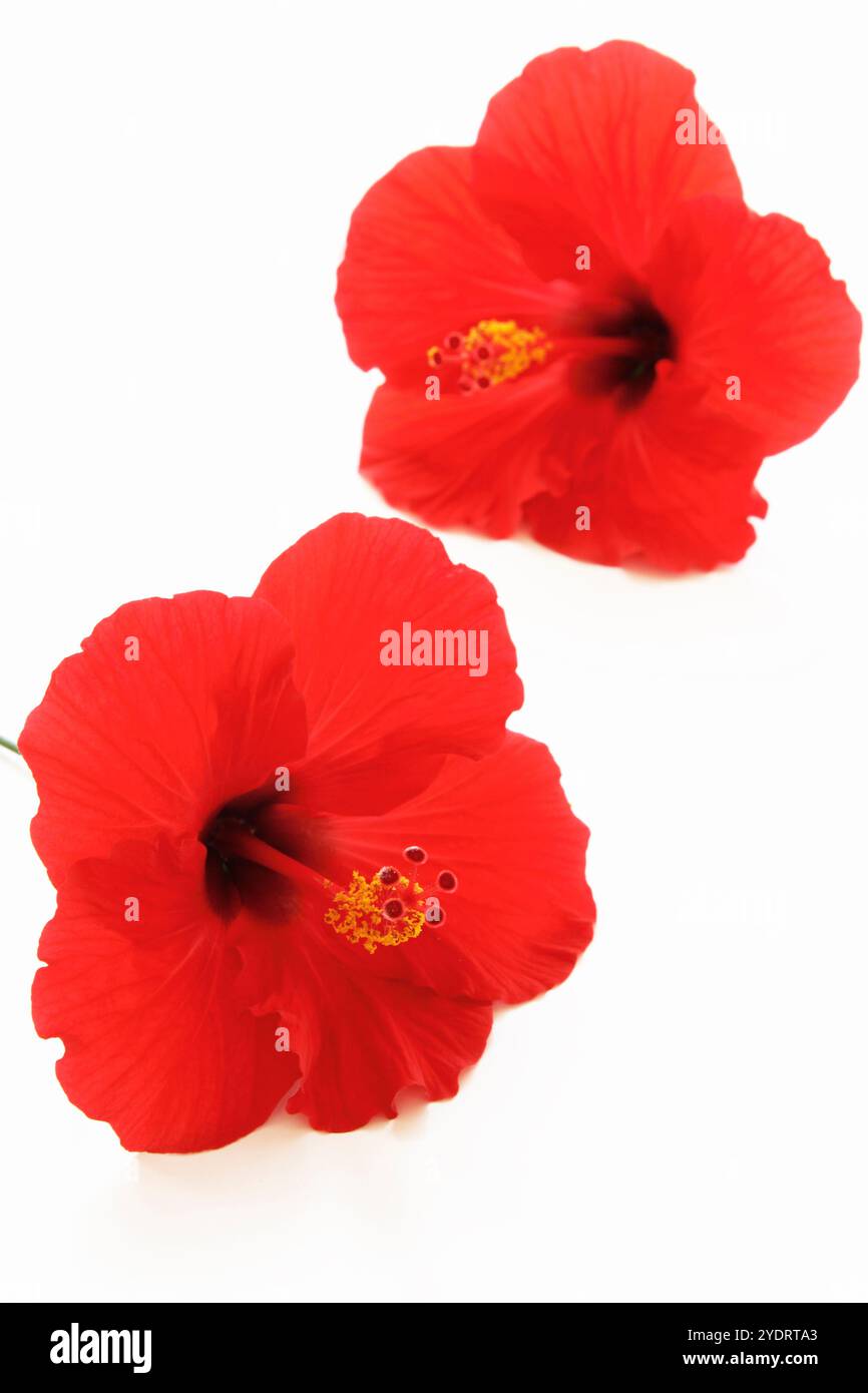 Hibiscus Stock Photo