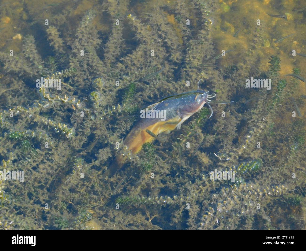 Hydrilla (Hydrilla verticillata) Stock Photo