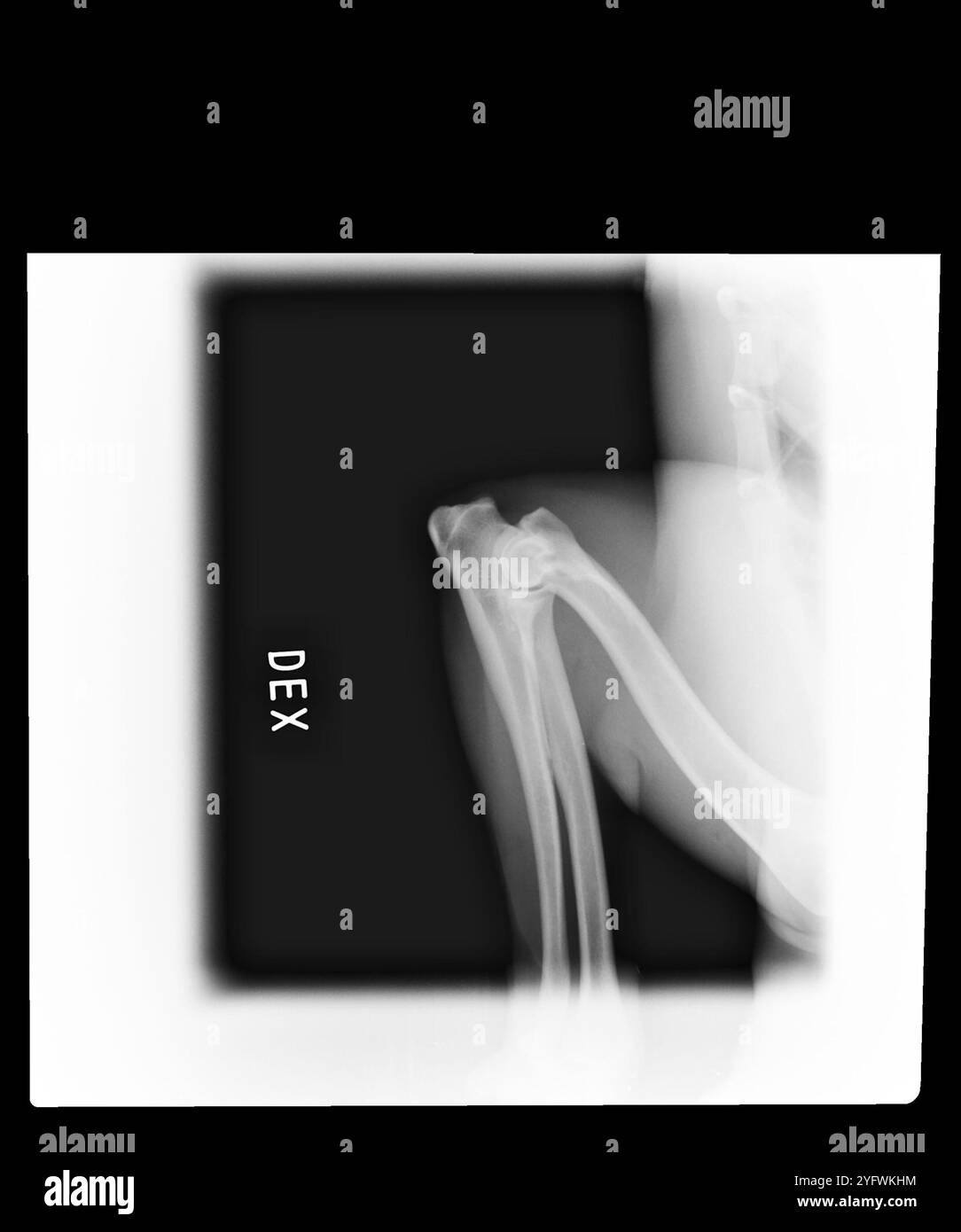 Dog X-ray elbow displasia Stock Photo