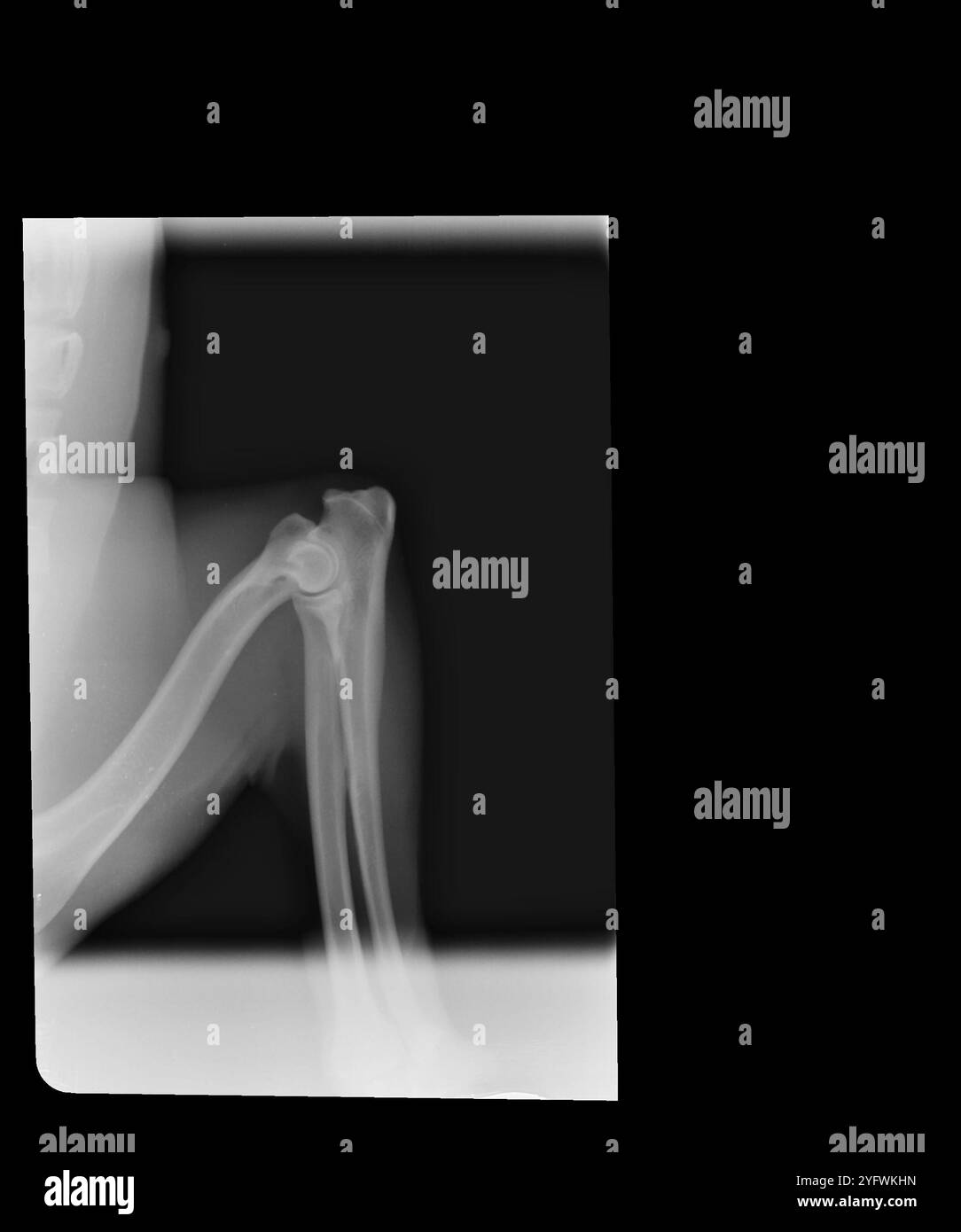 Dog X-ray elbow displasia Stock Photo