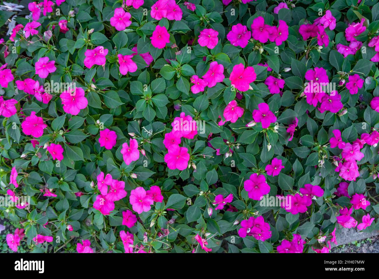 impatiens walleriana, also known as busy Lizzie Stock Photo