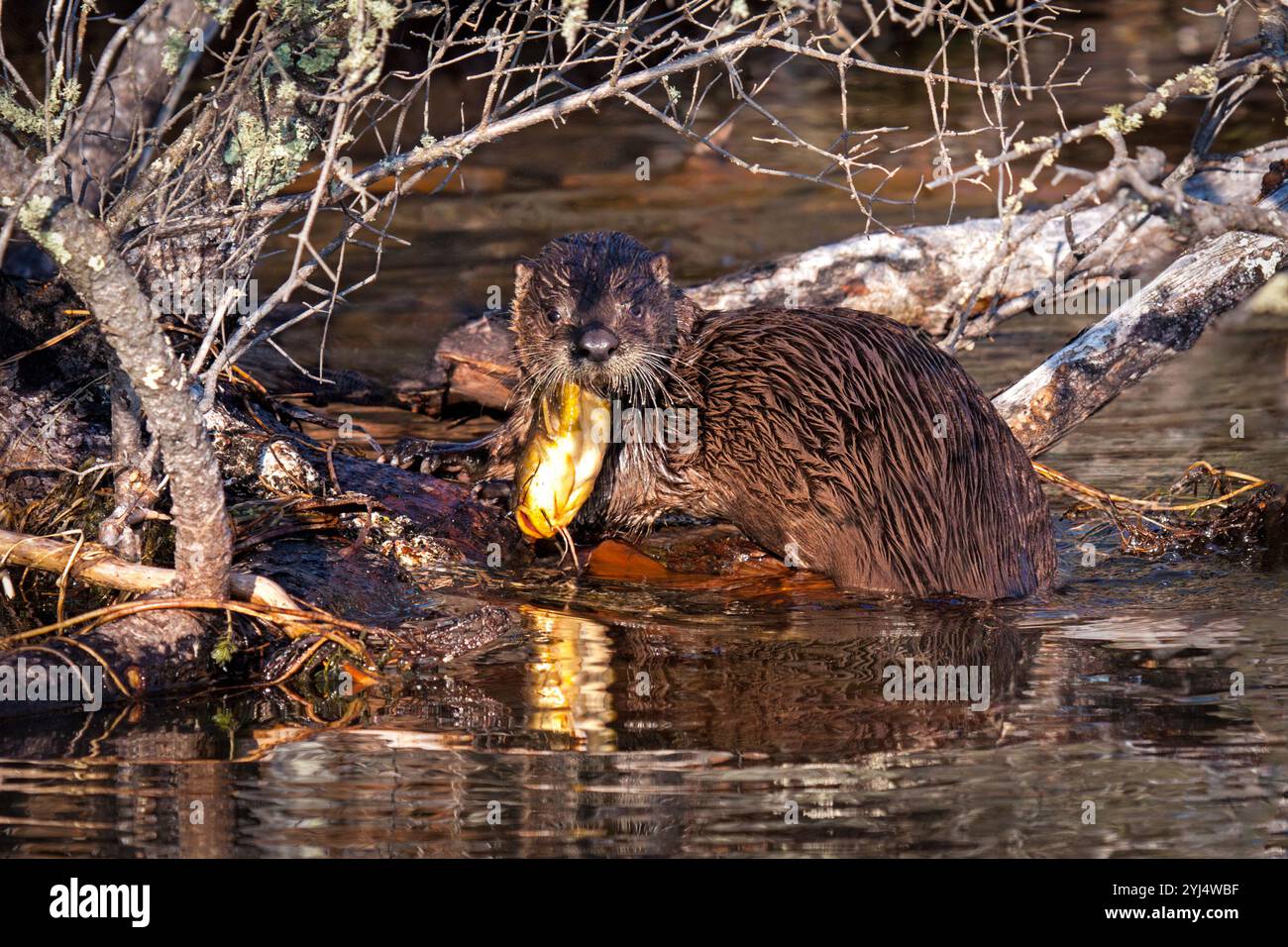 A river otter caught and begins to eat a catfish under fallen tree limbs. The head of the catfish hangs out of the otter's mouth while it looks into t Stock Photo