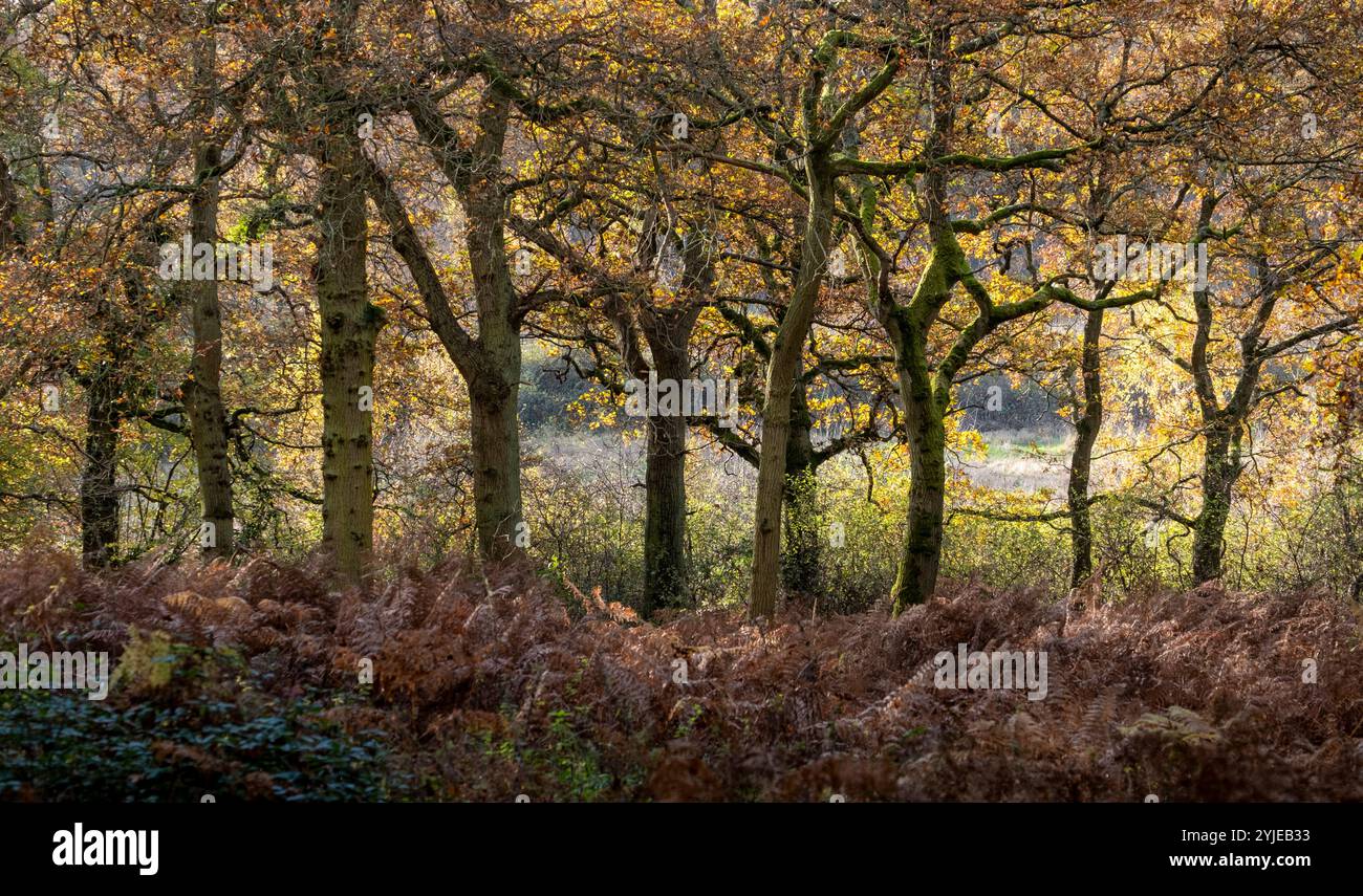 Autumn colours in woodland with a carpet of bronze ferns, Warwickshire, England. Stock Photo