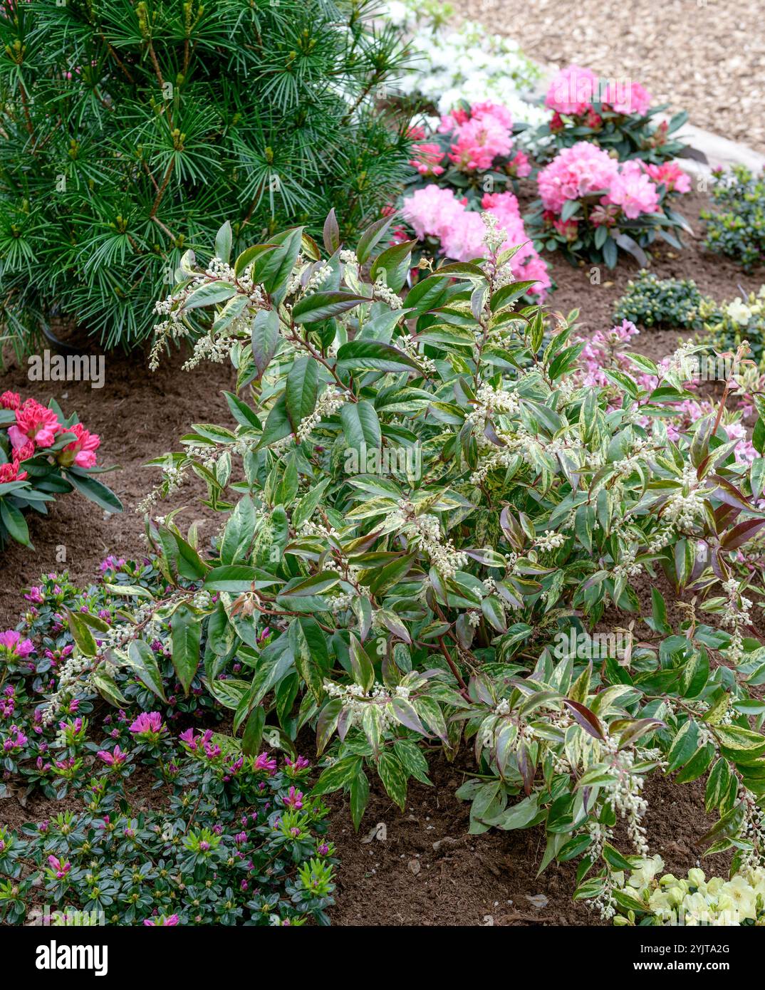 Traubenheide Leucothoe fontanesiana Rainbow Stock Photo