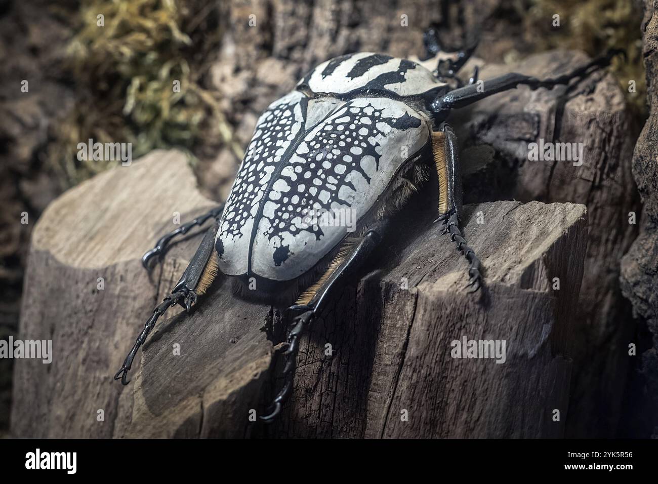 Goliath Beetle, Goliathus. The largest beetle on a tree trunk Stock Photo