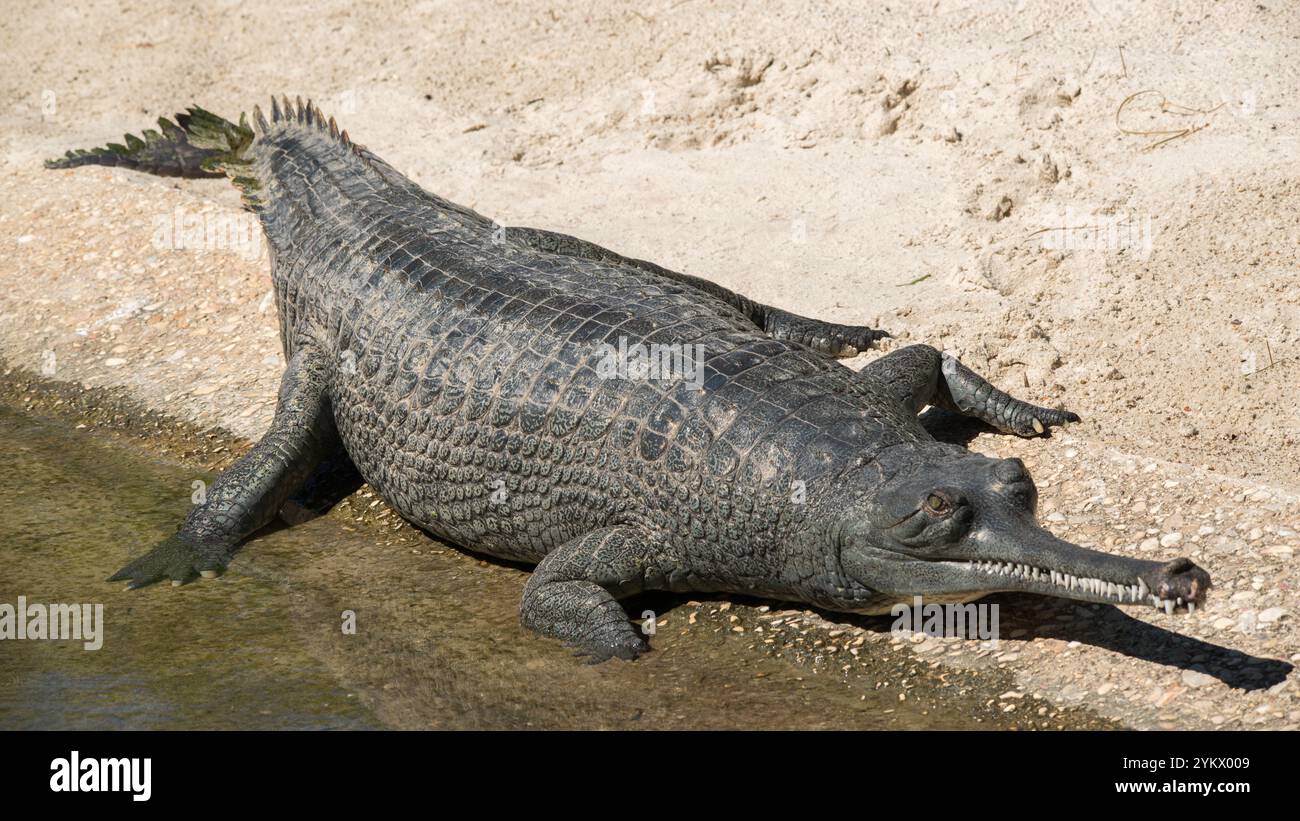 Indian Gharial Stock Photo